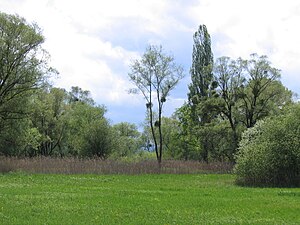 Alluvial forest in the Eriskircher Ried