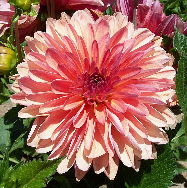 File:Dalieda de San Francisco - Dahlia Valbonne 01.jpg