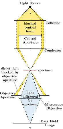 Light Path Of A Confocal Fluorescence Microscope Out Offocus Light