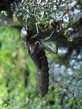 Odonata Nymph