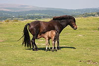 Madre y potro de Dartmoor.jpg