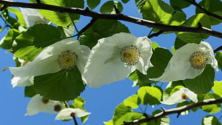 <i>Davidia involucrata</i> Species of flowering plant in the family Nyssaceae