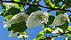 Davidia involucrata flowering branch.jpg