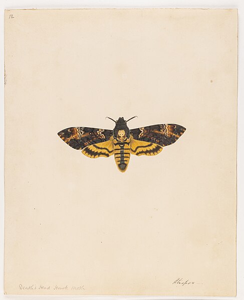 File:Death Head Hawk Moth - Miss Harris - 84 1931 12.jpg
