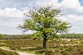 * Nomination Deelerwoud, (the eastern part.) Oak on a heathland. By User:Agnes Monkelbaan --Augustgeyler 07:55, 28 June 2024 (UTC) * Promotion  Support Good quality. --Poco a poco 15:25, 28 June 2024 (UTC)