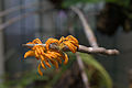 Dendrobium bullenianum flowers