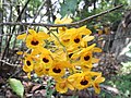 Dendrobium fimbriatum India