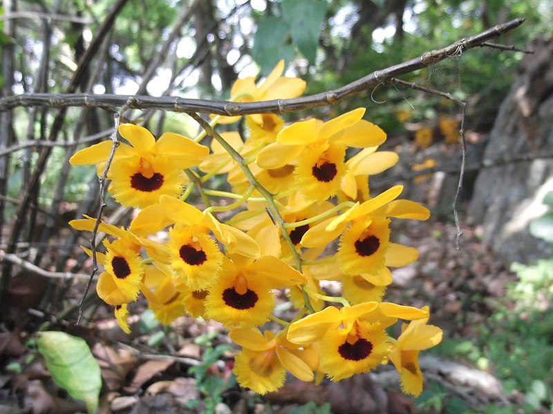 File:Dendrobium fimbriatum-yercaud-salem-India.JPG