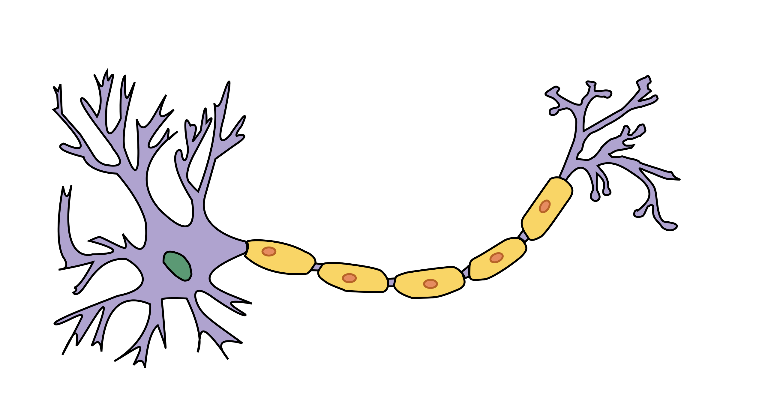 neuron model labeled