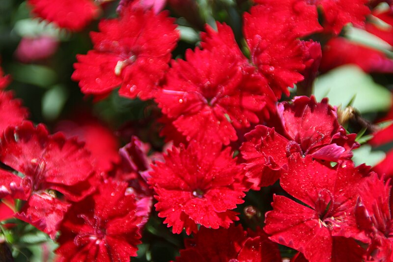 File:Dianthus chinensis Telstar Crimson 1zz.jpg