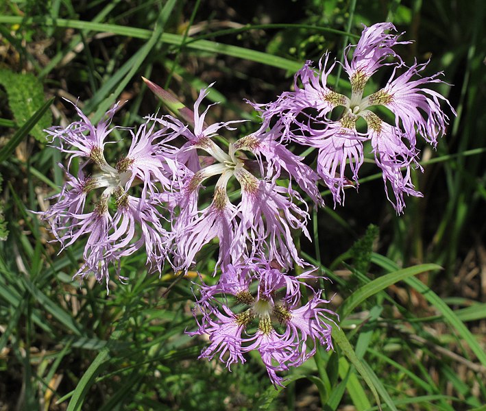 File:Dianthus superbus 2 RF.jpg