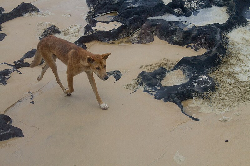 File:Dingo on the beach (5338206692).jpg