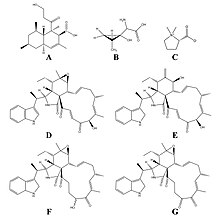 Examples of Diplodia toxins. Structures of: A) diplodiatoxin, B) diplonine, C) stachydrine (proline betaine), D) chaetoglobosin K, E) chaetoglobosin L, F) chaetoglobosin O, G) chaetoglobosin M Diplodia toxins.jpg