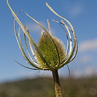 Inflorescence immature