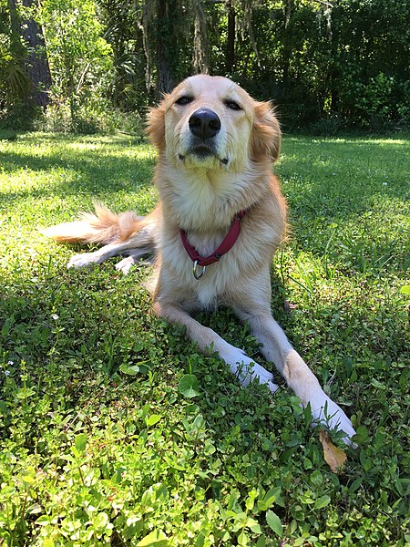 File:Dog-laying-down.jpg