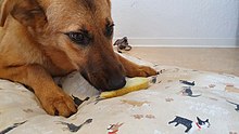 A puppy eating a canary melon Dog eating melon.jpg