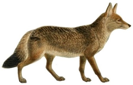 ไฟล์:Dogs,_jackals,_wolves,_and_foxes_(Plate_XI).jpg