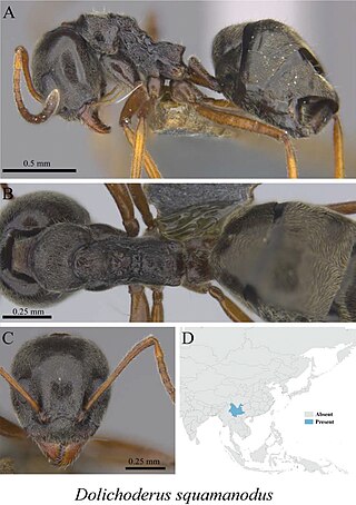 <i>Dolichoderus squamanodus</i> Species of ant