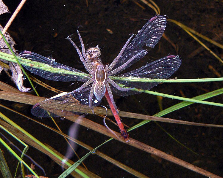 File:Dolomedes triton with dragonfly.jpg
