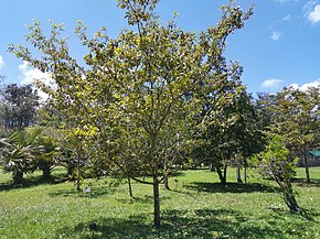 Billedbeskrivelse Dombeya ferruginea Mauritius 2019-09-27 3.jpg.