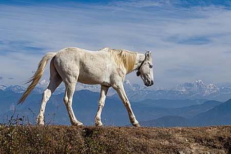 Domestic horse at Suryachaur and the mountains in the back1