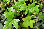 Miniatura para Doryopteris palmata