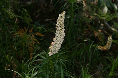 Dracophyllum oceanicum