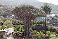 * Nomination Dracaena drago of Icod de los Vinos. Tenerife, Canary Islands, Spain. 08 --Lmbuga 08:08, 22 May 2021 (UTC) * Withdrawn Focus and composition are good. Hazy and over-exposed. Correctable? --Tagooty 13:34, 22 May 2021 (UTC) Withdrawn--Lmbuga 23:05, 22 May 2021 (UTC),Not overexpsed--Lmbuga 23:13, 22 May 2021 (UTC)