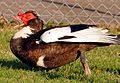 2011-04-17T04:03:14Z : user:Jacob.jose : File:Duck Yawning.jpg