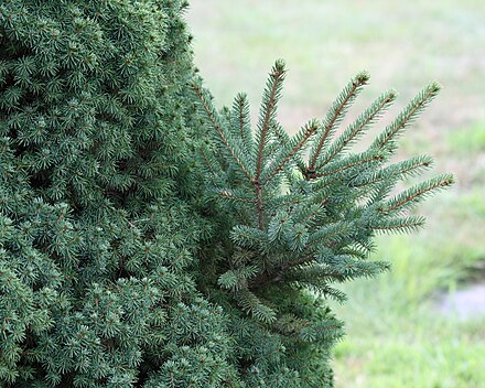 Светло хвойные. Ель Picea glauca. Picea albertiana. Ель Энгельмана Глаука. Picea araucarioides'.