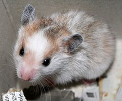 Syrisk hamster, 4-5 uker gammel