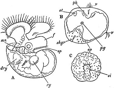 EB1911 Gastropoda - Opisthobranch (Polycera).jpg
