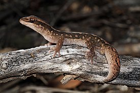 Diplodactylus vittatus