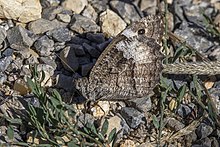 Eastern rock grayling (H. syriaca) on Corfu Eastern rock grayling (Hipparchia syriaca) underside Corfu.jpg