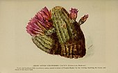 Echinocereus bonkerae