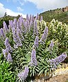 Echium hierrense