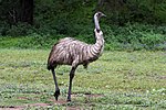 Emu in the wild-1+ (2153629669).jpg