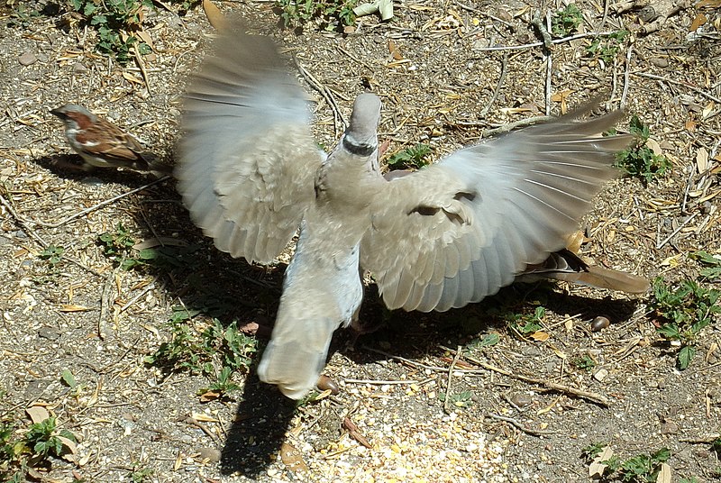 File:Encounter Between Eurasian Collared and White-winged doves 2018 02.jpg