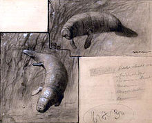 E. libyca and an extant manatee by Charles R. Knight, 1907 Eosiren.jpg