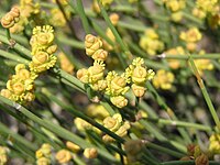 Ephedra distachya (male flowers) 1.jpg