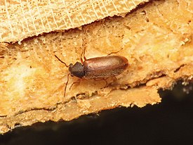 Episernus gentilis