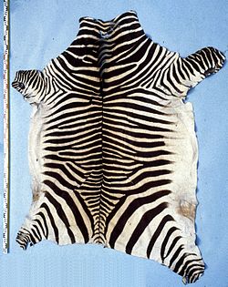 Equus zebra hartmannae fur skin.jpg