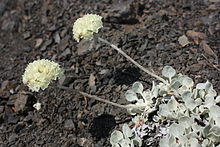 Variety nivale is found at subalpine and alpine elevations west of the Rocky Mountain crest. The leaves are densely covered with white wooly matted hair. Eriogonum ovalifolium 5708.JPG