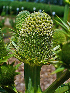 Eryngium yuccifolium Inflorescence