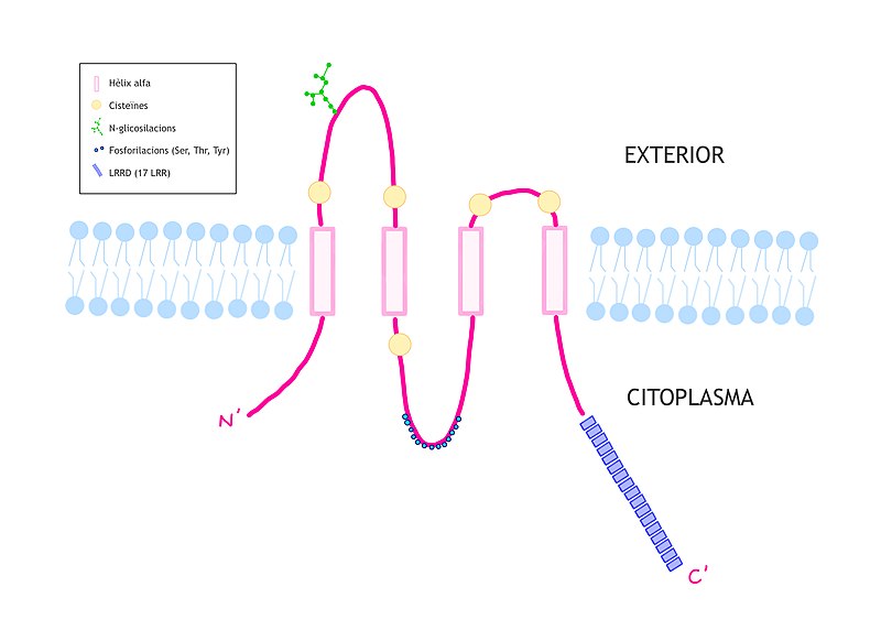 File:Estructura de la proteina LRRC8A.jpg