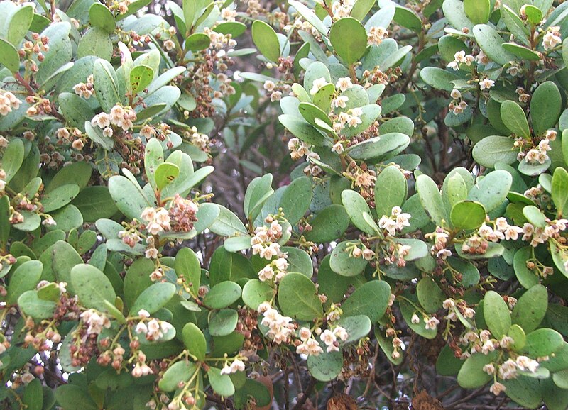 File:Euclea racemosa - Sea Guarrie Tree - flowers 1.JPG