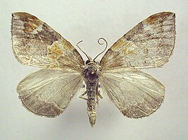 Eulithis pyropata