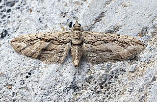 <i>Eupithecia phoeniceata</i> Species of moth