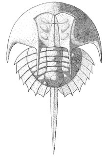 <i>Euproops</i> Genus of horseshoe crab relatives