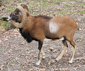 Mouflon: Phân bố, Phân loài, Đặc điểm